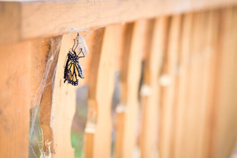 Monarch Butterfly leaving it's chrsyalis