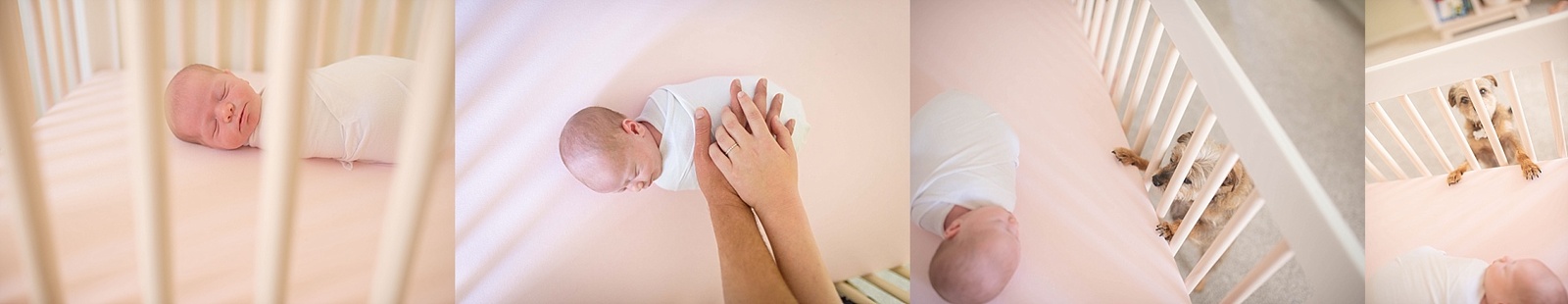 In home newborn photography with pets